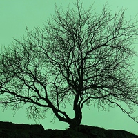Buy canvas prints of  Tree In The Sky Silhouette by philip milner