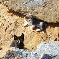 Buy canvas prints of  Kittens In The Rocks by philip milner