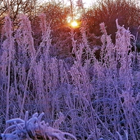 Buy canvas prints of  Arley Winter Frost by philip milner