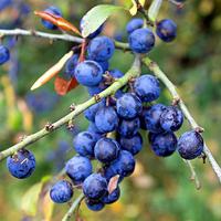 Buy canvas prints of  Friut Of The Sloe by philip milner