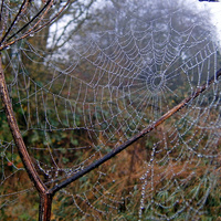 Buy canvas prints of  Spider Web by philip milner