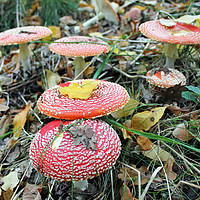 Buy canvas prints of Fungi In The Forest by philip milner