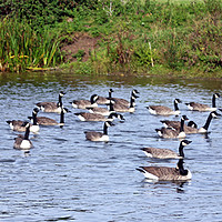 Buy canvas prints of River Avon Geese by philip milner