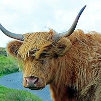 Buy canvas prints of A Cow On Dartmoor by philip milner