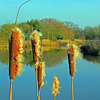 Buy canvas prints of Rush Pokers  by philip milner