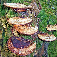 Buy canvas prints of Fungi Tree by philip milner
