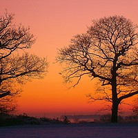 Buy canvas prints of Silhouette Of trees by philip milner