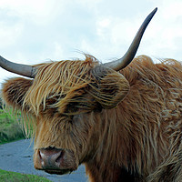 Buy canvas prints of Dartmoor Cow by philip milner