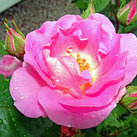 Buy canvas prints of My Garden Rose by philip milner