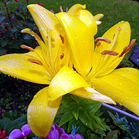 Buy canvas prints of Yellow Lilly by philip milner