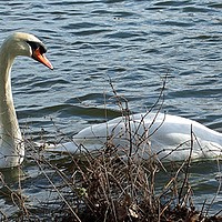 Buy canvas prints of Swans A Swimming by philip milner
