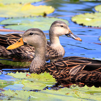 Buy canvas prints of Mallard Pair by Candice Smith