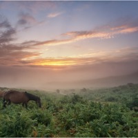 Buy canvas prints of Misty New Forest Pony Sunrise by stuart bennett