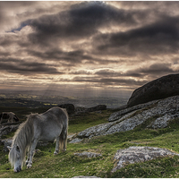 Buy canvas prints of Dartmoor Pony by stuart bennett