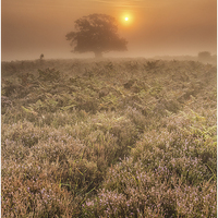 Buy canvas prints of  New Forest Misty Sunrise by stuart bennett