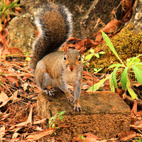 Buy canvas prints of Rocky the Squirrel by Michelle Harrison
