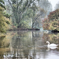 Buy canvas prints of 'Swan at Mill Lakes' by Rob Booth