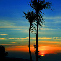 Buy canvas prints of Sunset Palms by Rob Booth