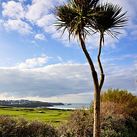 Buy canvas prints of Fistral Palm  by Rob Booth
