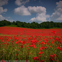 Buy canvas prints of Poppy Field in Bewdley Worcestershire by Shawn Nicholas