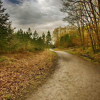 Buy canvas prints of Wyre Forest, Worcestershire by Shawn Nicholas