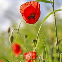 Buy canvas prints of Poppies by Shawn Nicholas