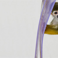 Buy canvas prints of Squirrel Monkey by Craig Howie