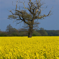 Buy canvas prints of Fields of Gold by Stuart Hallam