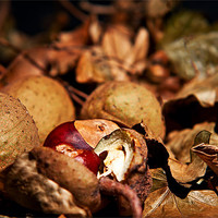 Buy canvas prints of Autumn colours, leaves and conkers by Dave Frost