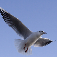 Buy canvas prints of Gull against blue sky by Dave Frost