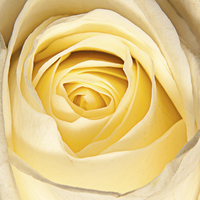 Buy canvas prints of Delicate white rose petals by Dave Frost