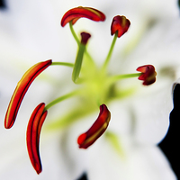 Buy canvas prints of Closeup Flower Stamen Macro by Dave Frost