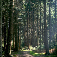 Buy canvas prints of A walk in the woods by Anne Couzens