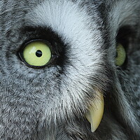 Buy canvas prints of Great Grey Owl by Steve Adams