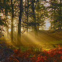 Buy canvas prints of Morning rays by Steve Adams