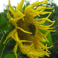 Buy canvas prints of Windy Sunflower! by Eleanor McCabe