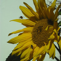 Buy canvas prints of Sunny Yellow! by Eleanor McCabe