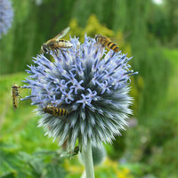 Buy canvas prints of Summer Echinops! by Eleanor McCabe