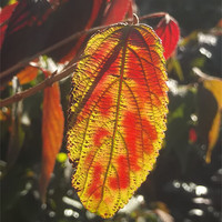 Buy canvas prints of Autumn Flame! by Eleanor McCabe