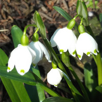 Buy canvas prints of Spring white Bells! by Eleanor McCabe