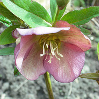 Buy canvas prints of Sweet Hellebore! by Eleanor McCabe