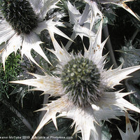 Buy canvas prints of Prickly Star by Eleanor McCabe
