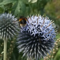Buy canvas prints of Sharp Summer Echinops! by Eleanor McCabe