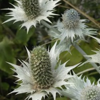 Buy canvas prints of Summer Spikes! by Eleanor McCabe