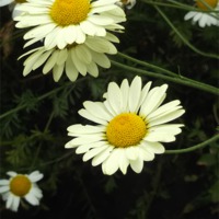 Buy canvas prints of Dancing Daisies! by Eleanor McCabe