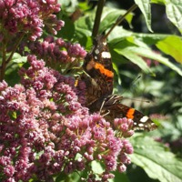 Buy canvas prints of Red Admiral Butterfly by Eleanor McCabe