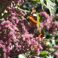 Buy canvas prints of Shiny Red Admiral! by Eleanor McCabe