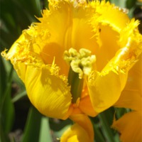 Buy canvas prints of Striking Spring Yellow! by Eleanor McCabe