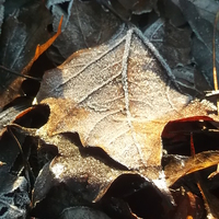Buy canvas prints of Crispy Winter Leaves! by Eleanor McCabe