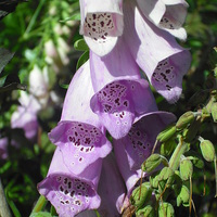Buy canvas prints of Sweet Sweet Foxglove! by Eleanor McCabe